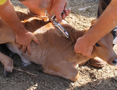 Secretaria de Agricultura promove campanha de vacinação contra a brucelose
