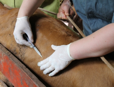 Inscrições para a Campanha de Vacinação Contra a Brucelose encerram amanhã