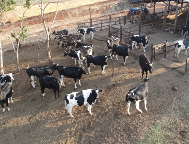 Atualização do rebanho deve ser feita de forma online até esse sábado