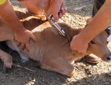 Inscrições para vacinação contra brucelose estão abertas até dia 31 em Mercedes