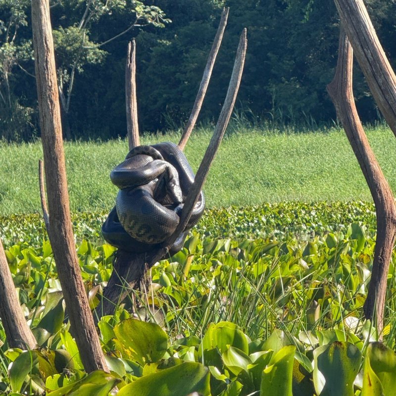 Sucuri de grande porte é avistada por pescadores no interior de Mercedes